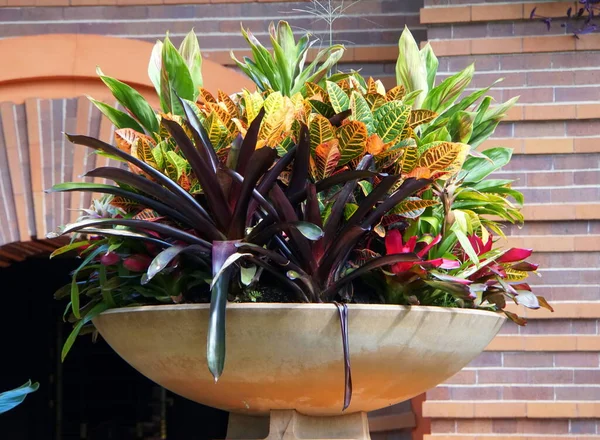 Folhas Coloridas Planta Croton Dentro Grande Vaso Florido — Fotografia de Stock