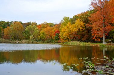 Banning Park, Wilmington, Delaware, ABD yakınlarındaki Folley Pond 'daki sonbahar yeşilliğinin yansıması.
