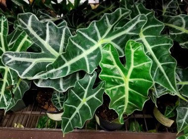 Fil kulaklı bitkilerin güzel yeşil yaprakları