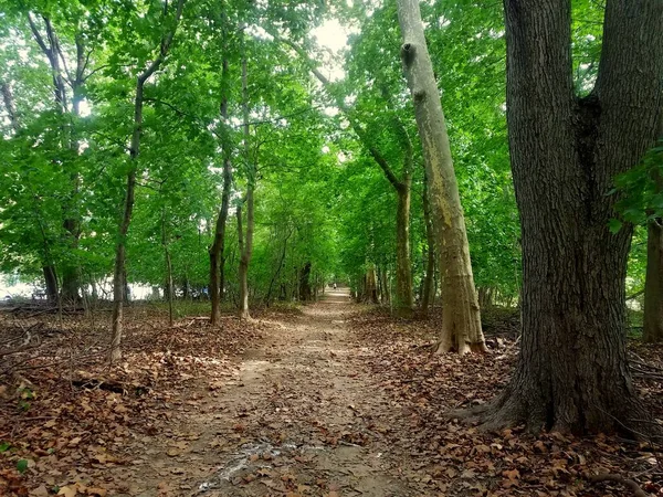 Hiking Trail Bellevue State Park Wilmington Delaware — Foto de Stock