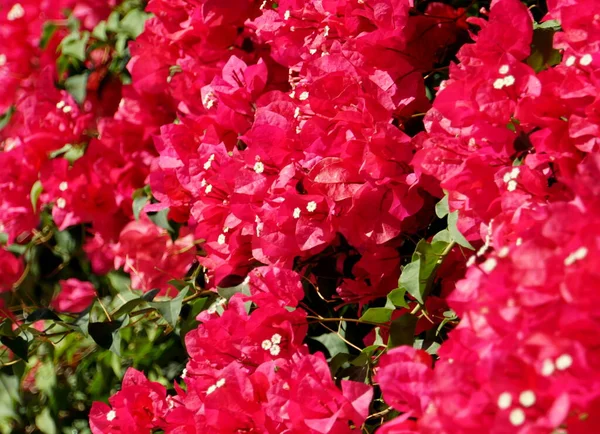 Cor Bonita Brilhante Flores Buganvília Vermelhas — Fotografia de Stock