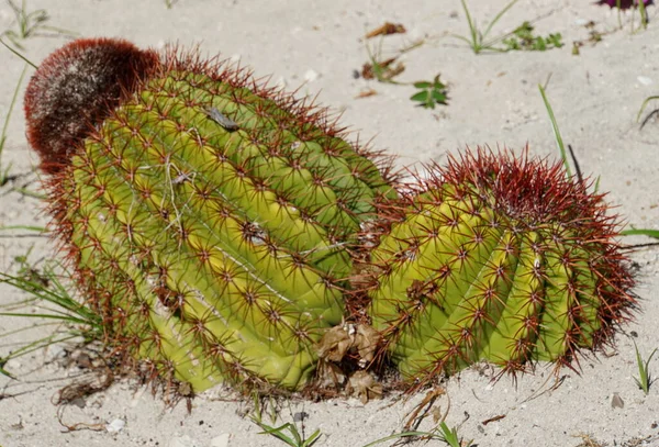 Green Cactus White Sandy Beach Grand Turk Turks Caicos —  Fotos de Stock