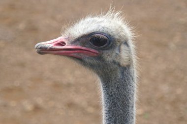 Pembe gagalı bir devekuşunun başını kapat.