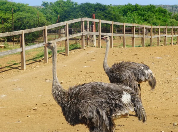 Two Adult Ostrich Farm Wooden Fence Curacao — Stock Photo, Image