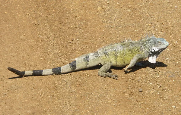 Iguana Con Strisce Nere Che Camminano Terra — Foto Stock