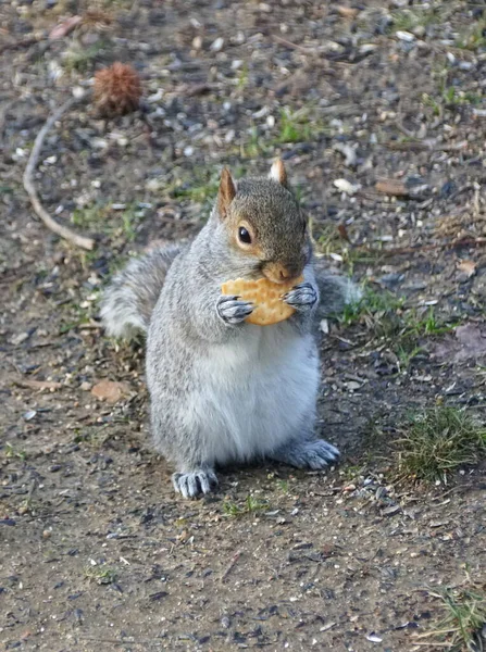 Esquilo Comendo Pedaço Biscoito Salgado Chão — Fotografia de Stock