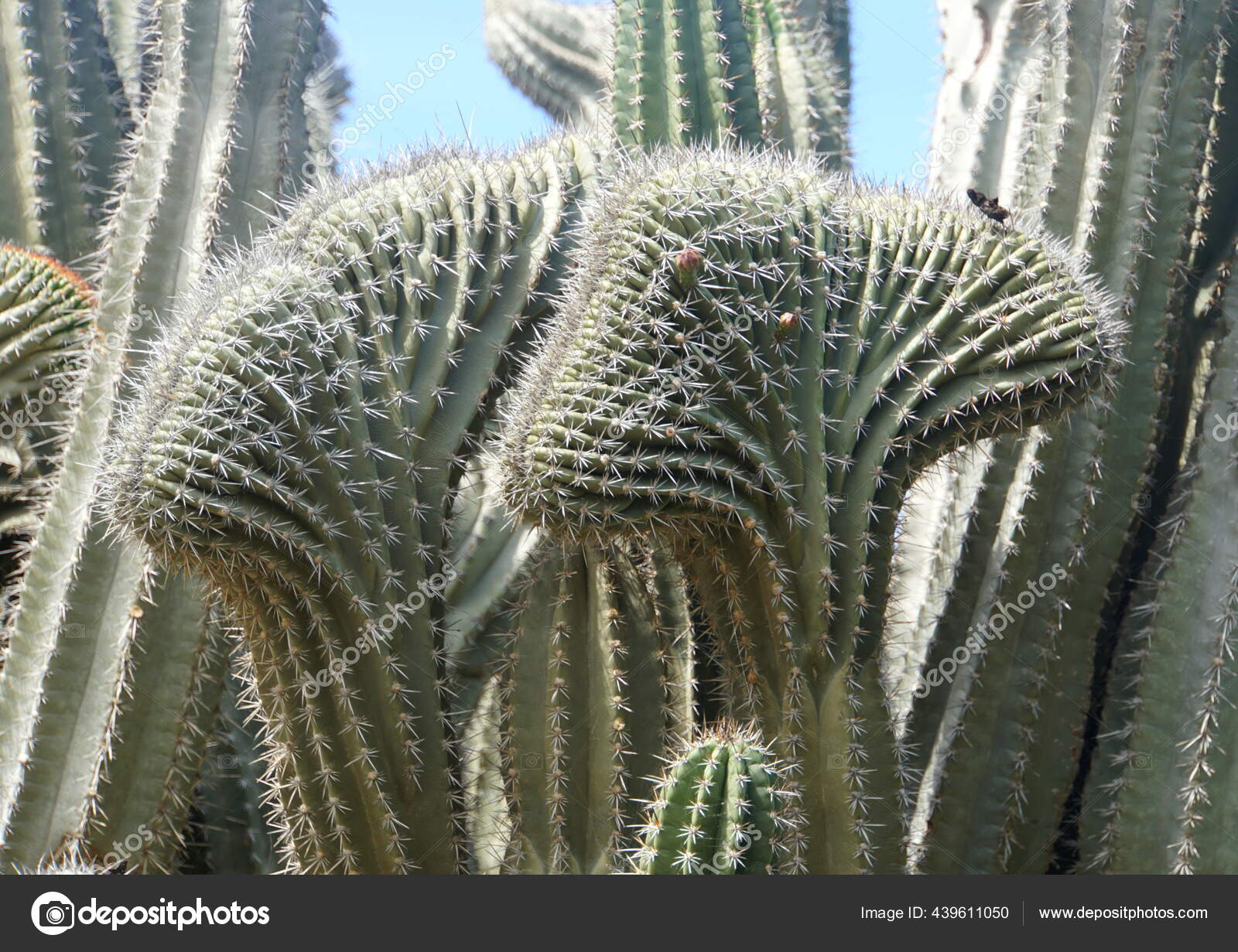 Bentuk Unik Kaktus Aruba Stok Foto C Khairil77 439611050