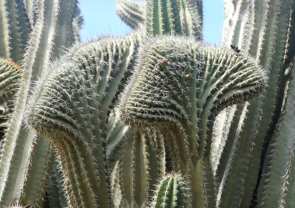 Unique Shapes Cactus Aruba — Stock Photo, Image