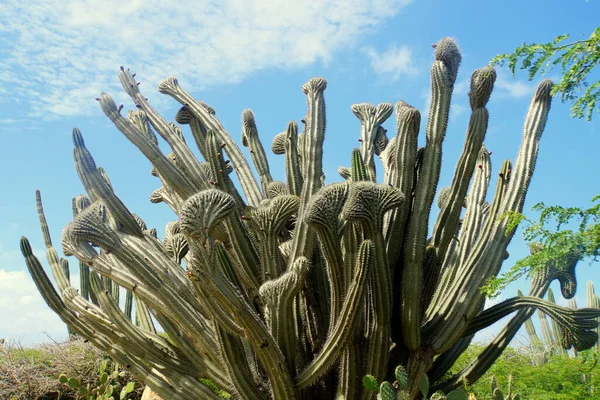 Hermoso Cactus Aruba Con Formas Tamaños Únicos —  Fotos de Stock