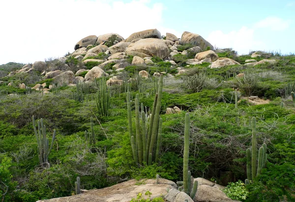 Vista Plantas Tropicais Cactos Grandes Pedras Nas Formações Rochosas Ayo — Fotografia de Stock