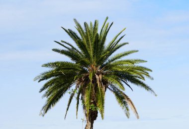 Mavi gökyüzünün arka planına sahip güzel ve sağlıklı bir palmiye ağacı