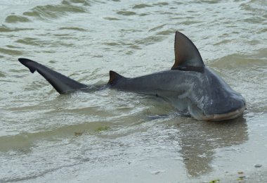 Bir boğa köpekbalığı kıyıda yakalandı ve suya geri salındı.