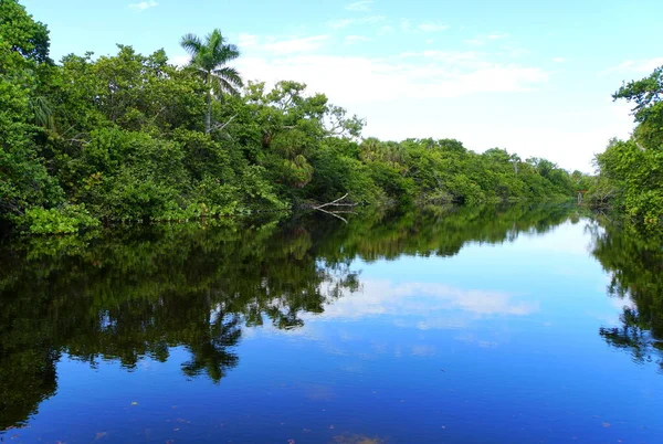 Hugh Taylor Birch Eyalet Parkı, Fort Lauderdale, Florida, ABD 'de yeşil tropikal ağaçları ve mavi gökyüzü olan güzel bir gölet.