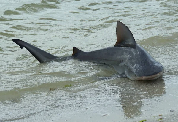 A bull shark caught on the shore, and released back in the water