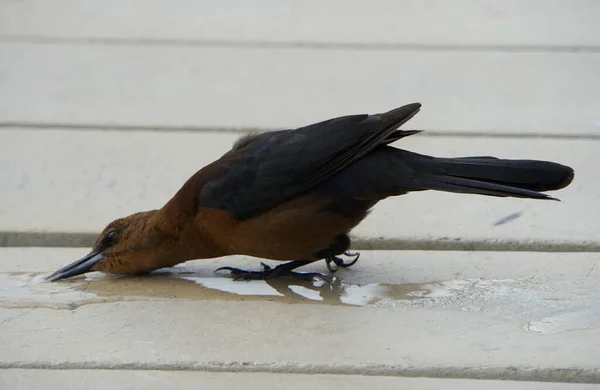 Rödhårig Cowbird Som Dricker Vatten Träbro — Stockfoto