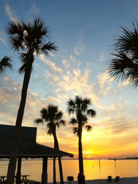 Palmiye ağaçlarının ve binaların silueti gün batımına bakıyor Cape Coral, Florida, ABD yakınlarında.