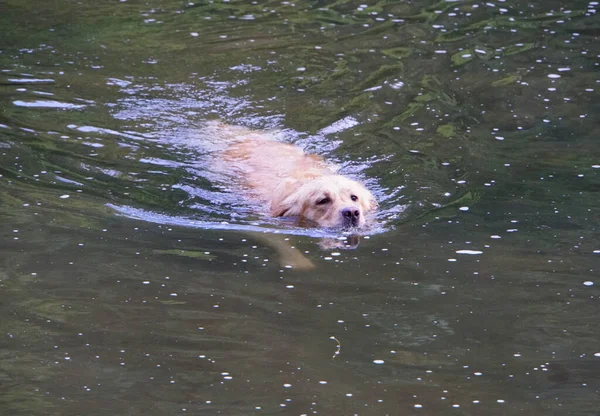 Czerwony Labrador Pływający Szczycie Rzeki — Zdjęcie stockowe