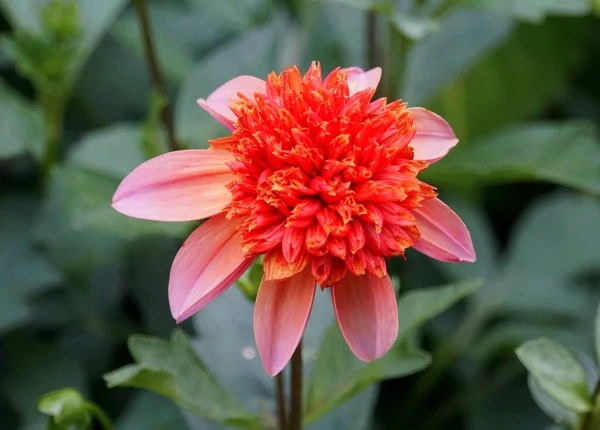 Anemone Blommande Dahlia Helt Tangerine Vid Full Blom — Stockfoto
