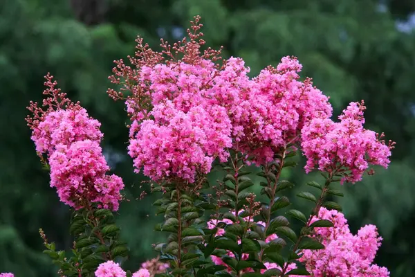 Pink Crape Myrtle Flowering Tree Blooming Summer — Stock Photo, Image