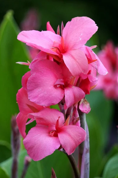 Canna Rose Aphrodite Une Plante Vivace Racines Barrées — Photo