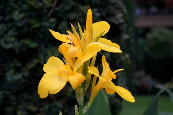 Flor Lirio Canna Amarilla Plena Floración — Foto de Stock