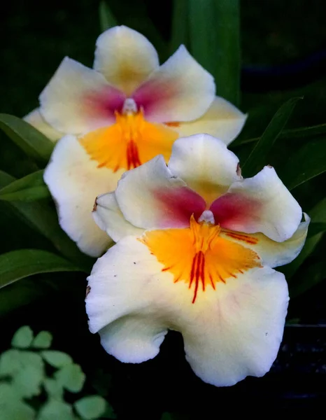 Orchidées Safran Surprise Miltoniopsis Couleur Blanche Rouge Jaune — Photo