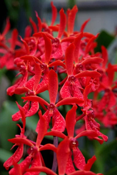 Beautiful cluster of Renanopsis Lion\'s Splendor \'Justice\' red orchid