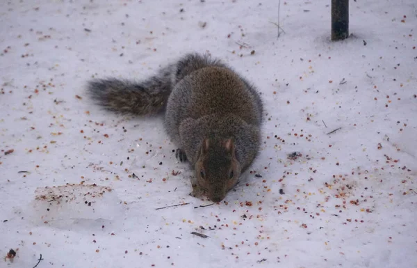 Ein Eichhörnchen Frisst Wilde Samen Auf Dem Schneebedeckten Boden — Stockfoto