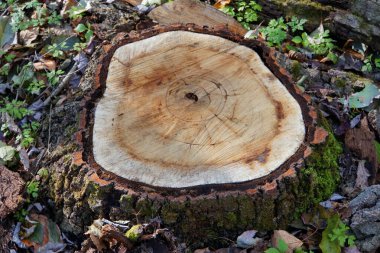 Ölü bir ağacın büyük bir kütüğü.