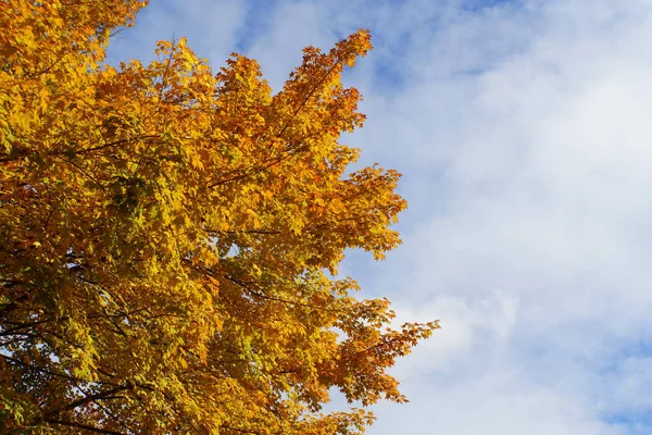 Vackert Och Ljust Gult Fall Löv Blå Himmel — Stockfoto