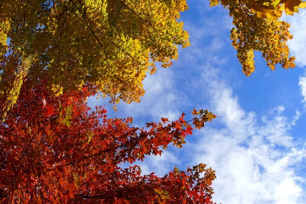 Красивые Желтые Красные Осенние Листья Голубым Небом — стоковое фото