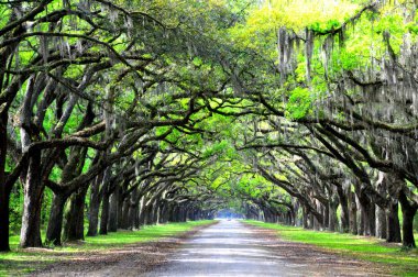 Wormsloe Tarihi Bölgesi, Georgia, ABD yakınlarında canlı meşe ağaçları ve İspanyol yosunları tarafından korunan nefes kesici bir yol.
