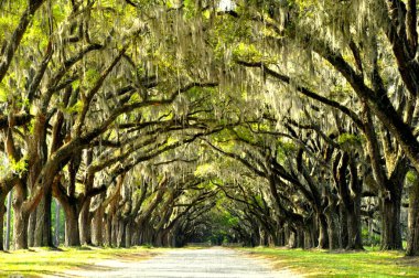 Wormsloe Tarihi Bölgesi, Georgia, ABD yakınlarında canlı meşe ağaçları ve İspanyol yosunları tarafından korunan nefes kesici bir yol.