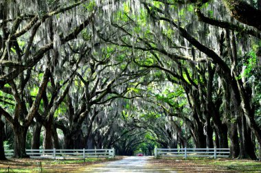 Wormsloe Tarihi Bölgesi, Georgia, ABD yakınlarında canlı meşe ağaçları ve İspanyol yosunları tarafından korunan nefes kesici bir yol.