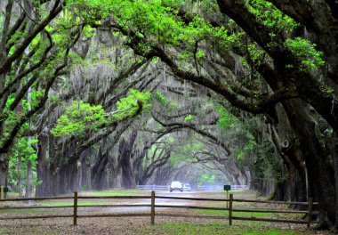 Wormsloe Tarihi Bölgesi, Georgia, ABD yakınlarında canlı meşe ağaçları ve İspanyol yosunları tarafından korunan nefes kesici bir yol.