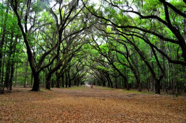 Wormsloe Tarihi Bölgesi, Georgia, ABD yakınlarında canlı meşe ağaçları ve İspanyol yosunları tarafından korunan nefes kesici bir yol.