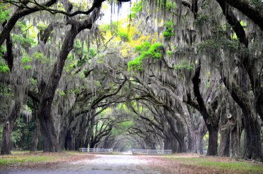 Wormsloe Tarihi Bölgesi, Georgia, ABD yakınlarında canlı meşe ağaçları ve İspanyol yosunları tarafından korunan nefes kesici bir yol.