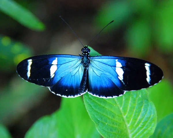 Egy Közeli Kép Egy Gyönyörű Fekete Kék Pillangóról — Stock Fotó