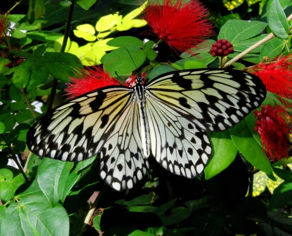 Nahaufnahme Eines Schwarz Weißen Schmetterlings Auf Einem Blatt — Stockfoto