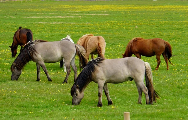 Rebanho Cavalos Campo Grama Islândia Durante Verão — Fotografia de Stock