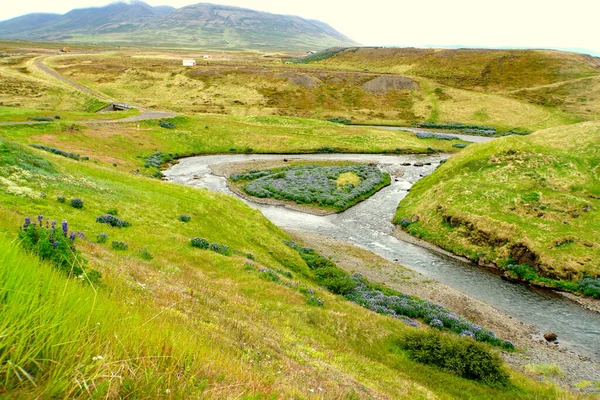 Arroyo Valle Con Hierba Verde Flores Altramuz Durante Verano Islandia — Foto de Stock