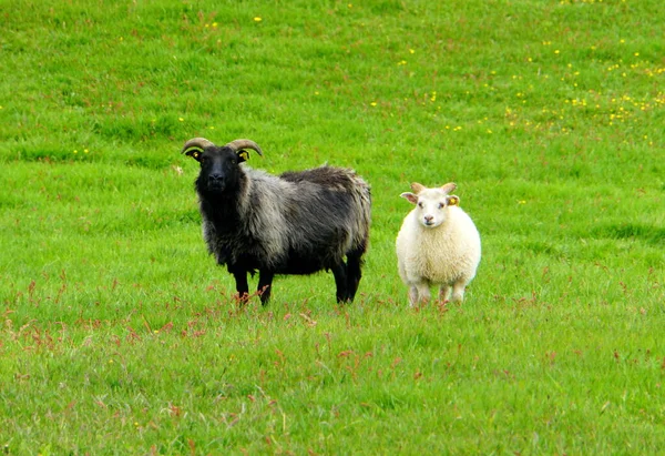 Cabras Negras Blancas Campo Hierba Durante Verano Islandia — Foto de Stock