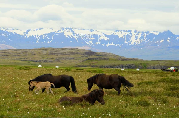 アイスランドの雪の山を見下ろす農場で馬の群れ ロイヤリティフリーのストック写真