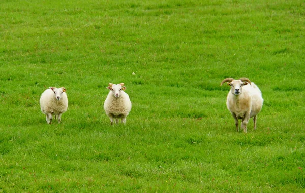 Három Fehér Kecske Egy Zöld Mezőn Izlandon — Stock Fotó