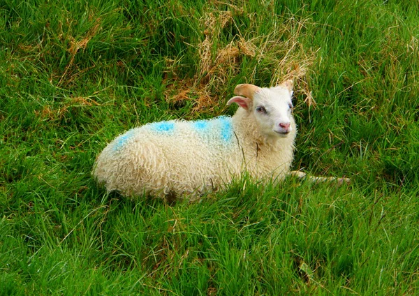 冰岛山羊躺在草地上 上面画着蓝色记号 — 图库照片