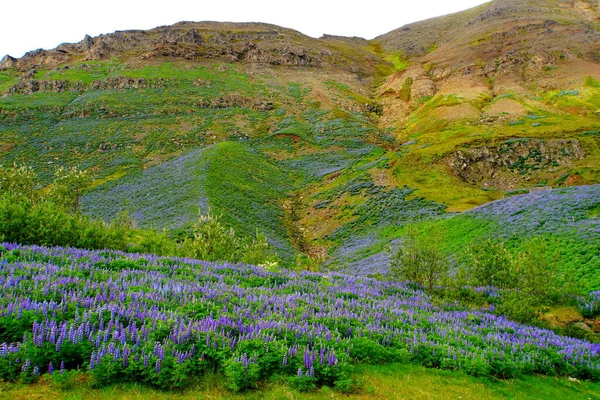 Hermoso Campo Flores Altramuz Una Montaña Cerca Siglufjordur Islandia Verano — Foto de Stock