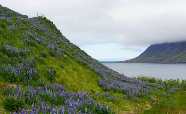 Hermosa Vista Montaña Con Flores Altramuz Junto Fiordo Verano Cerca — Foto de Stock