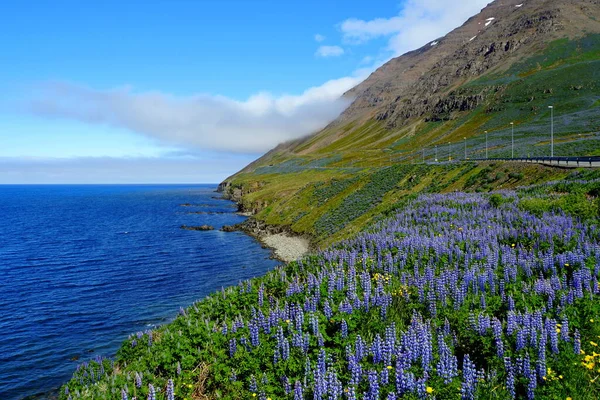 Spektakularny Widok Klify Pokryte Fioletowymi Kwiatami Łubinu Lecie Pobliżu Olafsfjordur — Zdjęcie stockowe
