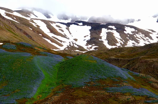 Vackert Fält Lupin Blommor Vid Ett Snöigt Berg Nära Olafsjordur — Stockfoto