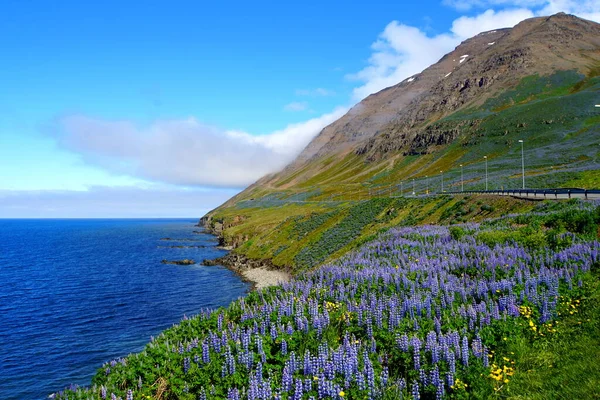 Espectacular Vista Los Acantilados Cubiertos Flores Altramuz Púrpura Verano Cerca —  Fotos de Stock